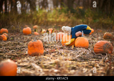 Mädchen versuchen, ein Kürbis in einem Pumpkin Patch zu heben Stockfoto