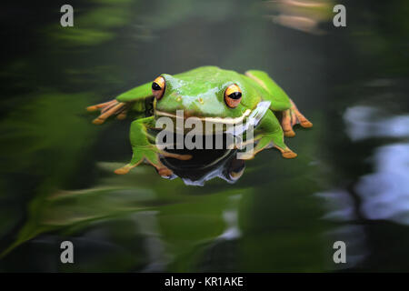 Weiß lippig Laubfrosch (Litoria infrafrenata), Indonesien Stockfoto