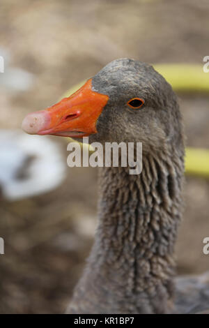 Graugans Gans Portrait Stockfoto