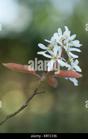 Amelanchier lamarckii Stockfoto