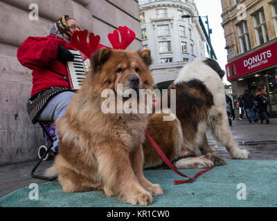Eine Frau busks am Piccadilly Station im Zentrum von London mit zwei große Hunde Stockfoto