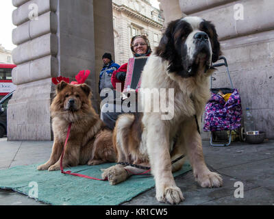 Eine Frau busks am Piccadilly Station im Zentrum von London mit zwei große Hunde Stockfoto