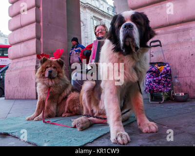 Eine Frau busks am Piccadilly Station im Zentrum von London mit zwei große Hunde Stockfoto