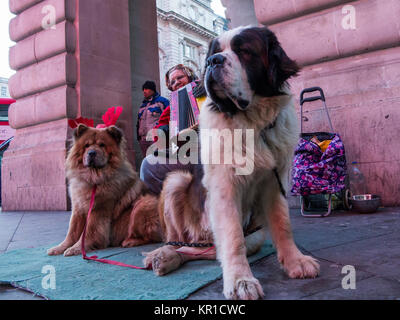 Eine Frau busks am Piccadilly Station im Zentrum von London mit zwei große Hunde Stockfoto
