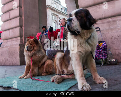 Eine Frau busks am Piccadilly Station im Zentrum von London mit zwei große Hunde Stockfoto