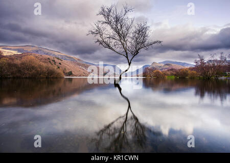 Einsamer Baum auf Llyn Padarn in der Nähe der Dinorwig Power Station, North Wales Stockfoto