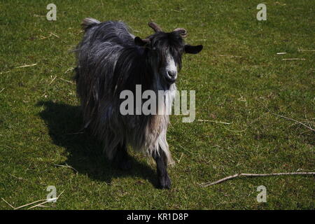 Ziegenbock Stockfoto