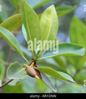 Eine rote Mangrove (Rhizophora mangle) propagule entsteht aus dem Fruchtkörper. Nach einer Periode des Wachstums der propagule der übergeordneten Baum fallen und Stockfoto