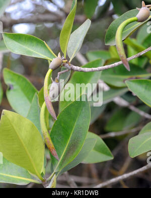 Rote Mangrove (Rhizophora mangle) mit Propagules hypocotyls Hängen unterhalb der Fruchtkörper. Playa Isabela, Puerto Villamil, Isabela, Galapagos, Ecuad Stockfoto