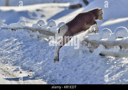 Eine junge bighornschafe Orvis canadensis, über den Schnee zu springen fallen Cadomin Leitplanke in der Nähe von Alberta, Kanada. Stockfoto