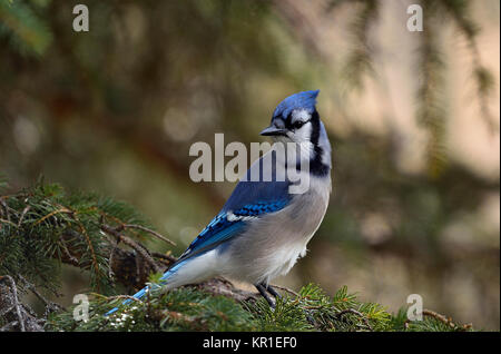 Eine östliche Blue Jay, Cyanocitta Cristata, thront auf einem Ast der Fichte in Alberta, Kanada Stockfoto