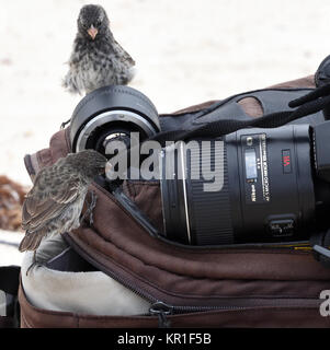 Weibliche medium Boden Finken (Geospiza Fortis) untersuchen eine Kameratasche. Diese Art ist endemisch auf Galapagos. San Cristóbal, Galapagos, Ecuador. Stockfoto
