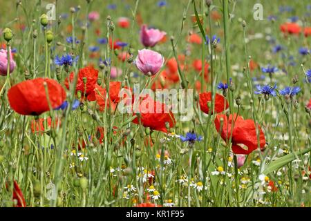 Feld mit Mohn, Klatschmohn, Kamille und Kornblumen Stockfoto