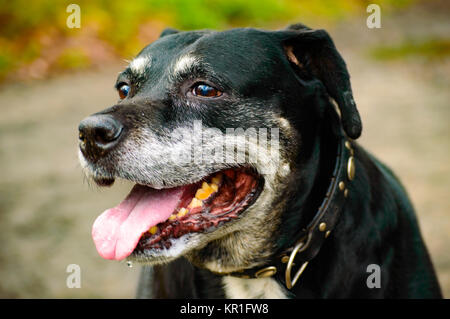 Keuchend staffordshire Hund sitzen im Freien Stockfoto