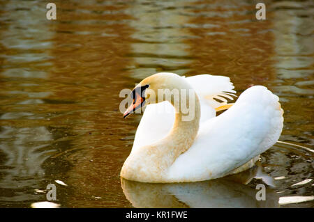 Anmutige nach weißen Schwan Schwimmen in einem See Stockfoto