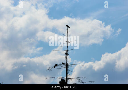 Fünf schwarze Krähen auf einem alten toten Baum gehockt Stockfoto