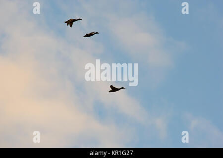 Drei Enten Fliegen vor Wolken Stockfoto