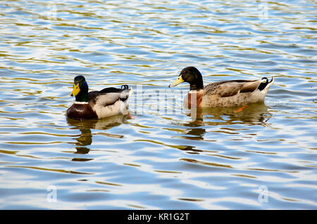 Paar Stockenten schwimmen in einem See Stockfoto