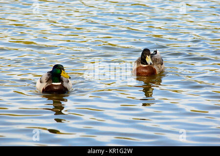 Zwei Stockenten genießen, schwimmen Stockfoto