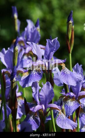 Blaue Lilien in einem botanischen Garten Stockfoto