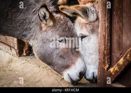 Esel in der Liebe Stockfoto