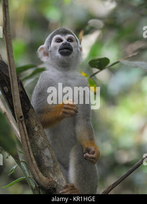 Eine gemeinsame Totenkopfäffchen oder Südamerikanischen Totenkopfäffchen (Saimiri sciureus) Grünfutter für Lebensmittel in den Baumkronen. Yasuni Nationalpark, Amazon, Ecuador Stockfoto