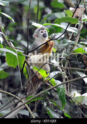 Eine gemeinsame Totenkopfäffchen oder Südamerikanischen Totenkopfäffchen (Saimiri sciureus) Grünfutter für Lebensmittel in den Baumkronen. Yasuni Nationalpark, Amazon, Ecuador Stockfoto