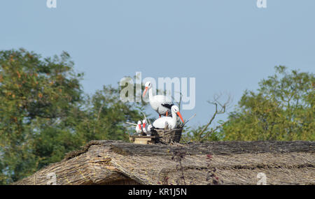 Zahlen Störche auf dem Strohdach Stockfoto