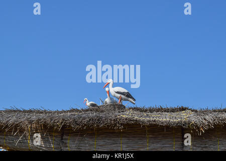 Zahlen Störche auf dem Strohdach Stockfoto