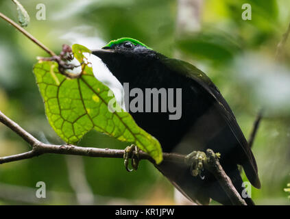 Ein männlicher samt Philepitta Asity (castanea) hat schwarze Feder und einem hellen Grün wattle über seine Augen. Ranomafana Nationalpark. Madagaskar, Afrika. Stockfoto