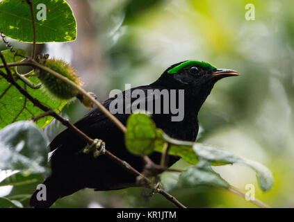 Ein männlicher samt Philepitta Asity (castanea) hat schwarze Feder und einem hellen Grün wattle über seine Augen. Ranomafana Nationalpark. Madagaskar, Afrika. Stockfoto