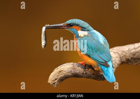 Portrait von ein Eisvogel mit Fisch im Schnabel thront auf einem Zweig mit einem unscharfen Hintergrund Stockfoto