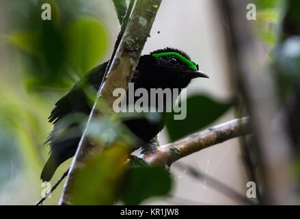 Ein männlicher samt Philepitta Asity (castanea) hat schwarze Feder und einem hellen Grün wattle über seine Augen. Ranomafana Nationalpark. Madagaskar, Afrika. Stockfoto