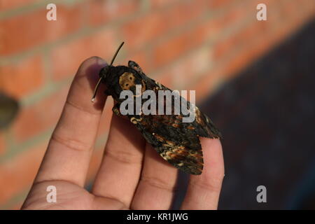 Toten Kopf. Den großen Schmetterling aus der Familie der Brazhnik. Stockfoto