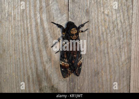 Toten Kopf. Den großen Schmetterling aus der Familie der Brazhnik. Stockfoto