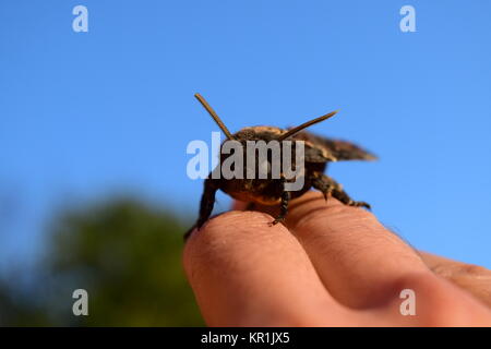 Toten Kopf. Den großen Schmetterling aus der Familie der Brazhnik. Stockfoto