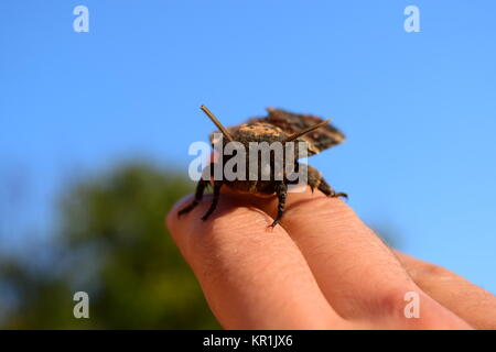 Toten Kopf. Den großen Schmetterling aus der Familie der Brazhnik. Stockfoto