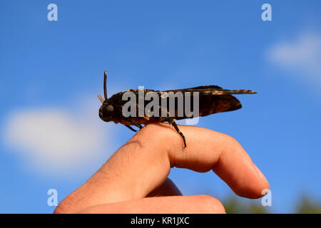 Toten Kopf. Den großen Schmetterling aus der Familie der Brazhnik. Stockfoto