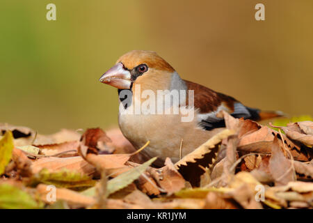 Porträt einer hawfinch über Blätter auf dem Boden mit einem unscharfen Hintergrund Stockfoto