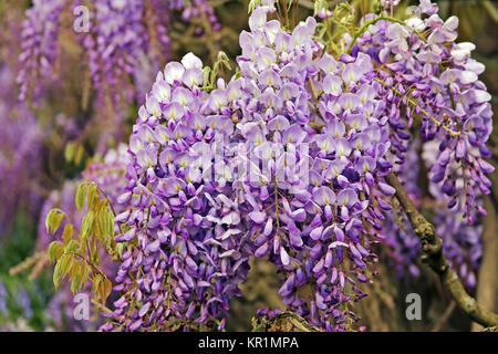 Blühende kostbare Wisteria Wisteria sinensis Stockfoto