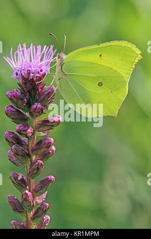 Brimstone Gonepteryx rhamni auf lila Liatris spicata Stockfoto