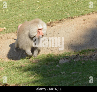 Männliche Olive Baboon auf der Suche nach Nahrung Stockfoto