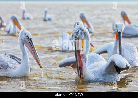 Pelikan "almatian' öffnet seinen Mund und fängt den Fisch, dass ein Fischer am See Kerkini, Griechenland warf. Die Fischer im Bereich Futtermittel die pelica Stockfoto