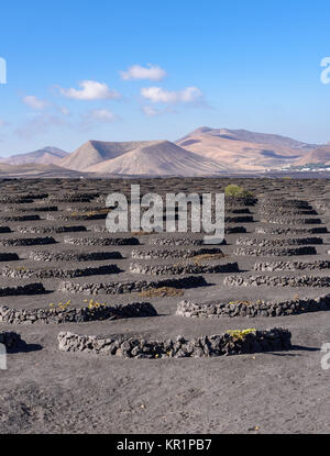 La Geria Weinberg auf vulkanischem Boden, Lanzarote, Kanarische Inseln, Spanien Stockfoto