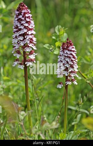 Purpurrote Orchidee (orchis purea) mit fliegendem Käfer Stockfoto