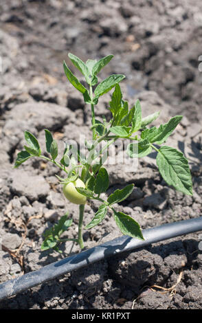 Junge Tomatenpflanze wachsen mit tropfbewässerung System Stockfoto