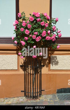 Kletterrose an der Hauswand Stockfoto