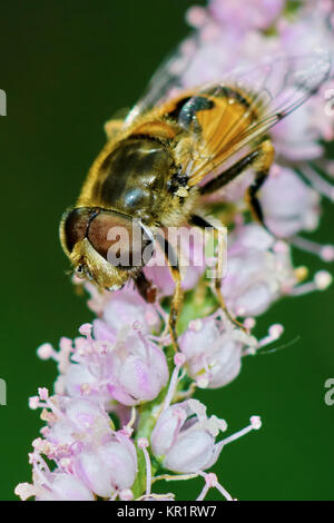 Biene ruhen Stockfoto