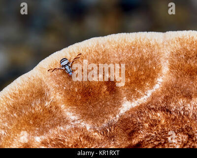 Hoverfly auf einem großen Pilz Fliegen Stockfoto