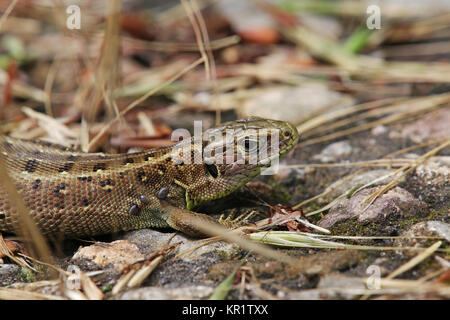 Zecken auf einer Sandeidechse lacerta agilis Stockfoto